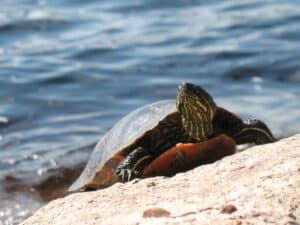Boundary_waters_canoeing_with_Wilderness_Outfitters(11).jpg A turtle near Lake Vermilion in Minnesota
