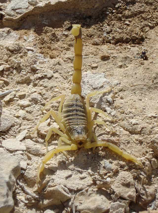 Scorpion at Moab