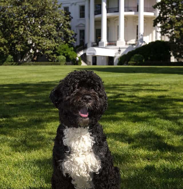 Bo, the Obama's dog.