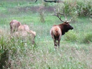 The elk herd in Lost Valley State Park in the Arkansas Ozarks.