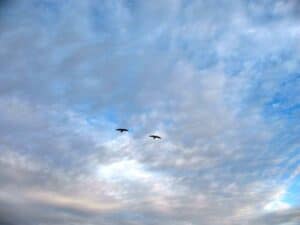 Two hawks in flight over Coachella Valley Preserve in Thousand Palms, CA.