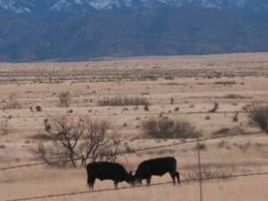 Cattle in the former Apache lands