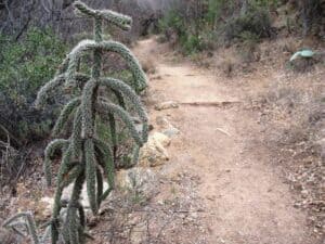 Cholla cactus at Ft. Bowie National Historic Site