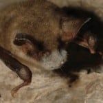 White nose disease is a fungus that appears on the nose of hibernating bats.