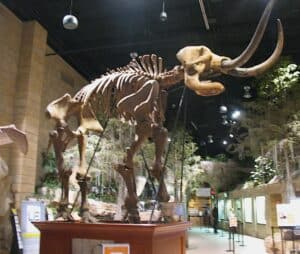 Mastodon skeleton in the main hall of The Creation Museum