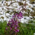 Wildflowers in the Snow