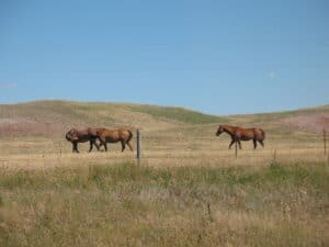 Horses near Wounded Knee