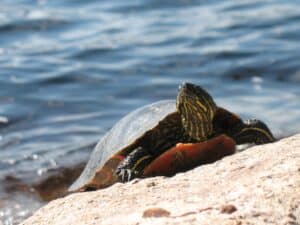 A turtle near Lake Vermilion in Minnesota