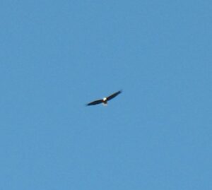 A bald eagle above Lake Vermilion