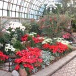 Lincoln Park Conservatory Poinsettia show