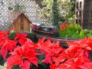 A miniature train winds through a Poinsettia display at the Lincoln Park Conservatory