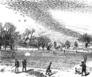 Passenger pigeons exploded across the sky, blotting out the sun.