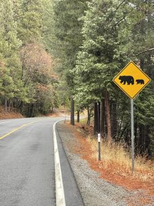 Bear crossing near Downieville on the Golden Chain Highway