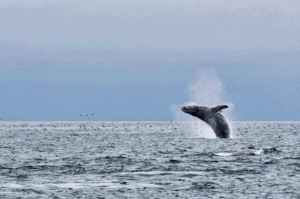 Point Lobos Whale Watching