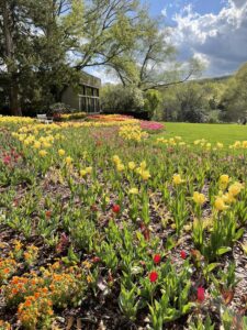 The placid grounds of Cheekwood Gardens