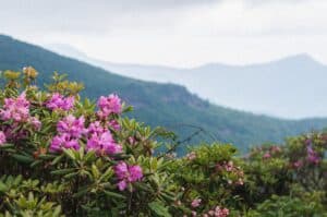 Flowers by the Blue Ridge Parkway